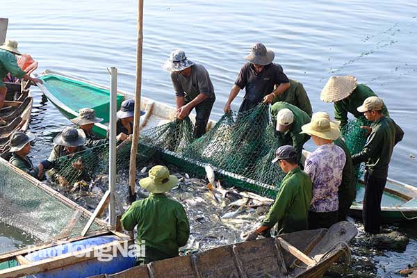 Lưới cá đầy ắp đang được Đội Nuôi trồng thủy sản hồ Sông Mây đưa vào bờ. Ảnh: Đ.Tùng