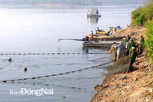 Các công nhân của Đội nuôi trồng thủy sản hồ Sông Mây cùng nhau kéo lưới cá đầu năm nặng trĩu vào bờ. 