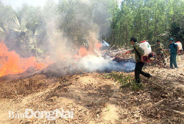 Nhân viên rừng phòng hộ Xuân Lộc đốt xử lý thực bì trong các lô rừng để phòng cháy. Ảnh: H.Đình
