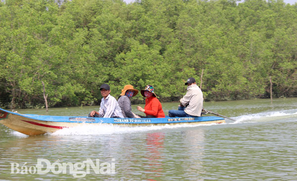Du khách tham quan rừng ngập mặn tại huyện Long Thành. Ảnh: Hoàng Lộc