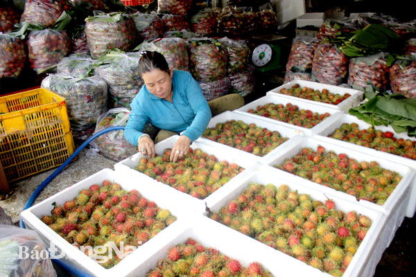 Chợ đầu mối nông sản thực phẩm Dầu Giây (huyện Thống Nhất) đang tiêu thụ rất tốt cho nông sản Đồng Nai. Trong ảnh: Một vựa chuyên kinh doanh chôm chôm tại chợ. Ảnh: B.Nguyên