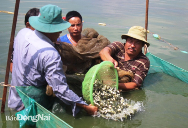 Thu hoạch cá giống tại xã Tân Hạnh, TP.Biên Hòa. Ảnh: B.NGUYÊN