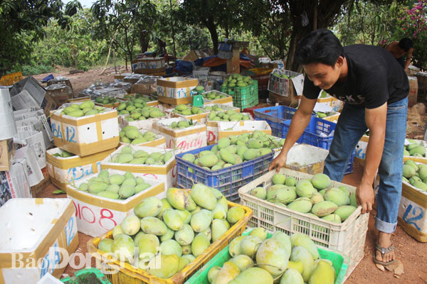 Nông sản Việt vẫn gặp nhiều trở ngại khi xuất khẩu ra thế giới