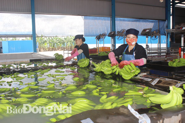 Nông sản Việt vẫn gặp nhiều trở ngại khi xuất khẩu ra thế giới Ảnh: VĂN GIA