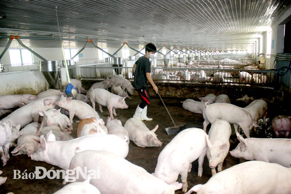 Các trang trại lớn đủ điều kiện an toàn sinh học đi đầu trong việc tái đàn chăn nuôi ở Đồng Nai. Trong ảnh: Trang trại nuôi heo tại H.Cẩm Mỹ