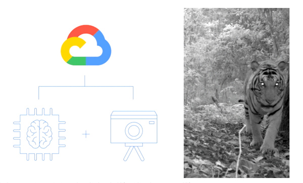 Hình ảnh chụp bằng bẫy camera sẽ thông qua xử lý bằng AI rồi đưa lên đám mây để chia sẻ với cộng đồng