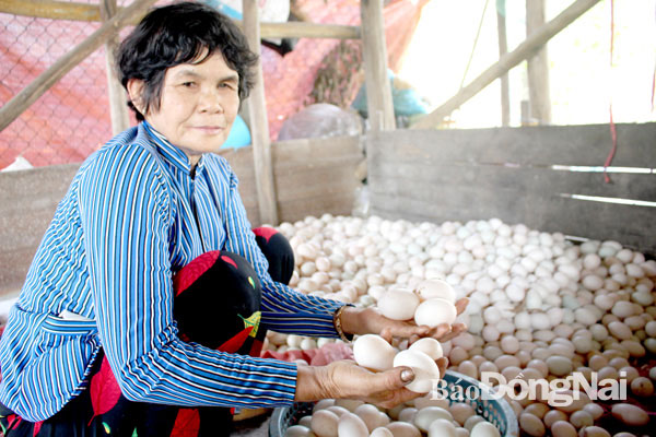 Bà Sáu Lẹ (ngụ xã Phước Khánh, H.Nhơn Trạch) tuyển trứng vịt trước khi chở ra chợ bán