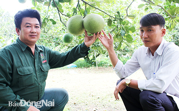 Chủ tịch Hội Nông dân xã Bình Lợi (H.Vĩnh Cửu) Nguyễn Trung Hiếu (phải) thăm vườn bưởi sạch của nông dân Lương Quốc Hùng