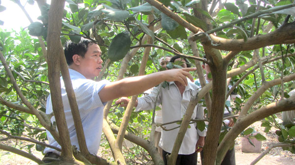 Anh Vũ Mạnh Hà, Phó giám đốc Trung tâm Nghiên cứu và phát triển nông nghiệp bền vững hướng dẫn nông dân xã Bàu Hàm (H.Trảng Bom) chăm sóc bưởi sạch