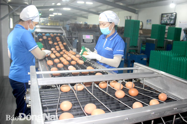 Sản phẩm trứng gà của Công ty TNHH Thương mại dịch vụ, sản xuất, chăn nuôi Thanh Đức (xã Xuân Phú, H.Xuân Lộc) đạt tiêu chuẩn OCOP 4 sao. Ảnh: B.Nguyên
