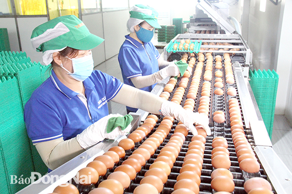 Sản xuất trứng gà tại Công ty TNHH Thương mại dịch vụ, sản xuất và chăn nuôi Thanh Đức (H.Xuân Lộc) - một trong những doanh nghiệp có sản phẩm trứng gà được chọn là sản phẩm OCOP của Đồng Nai