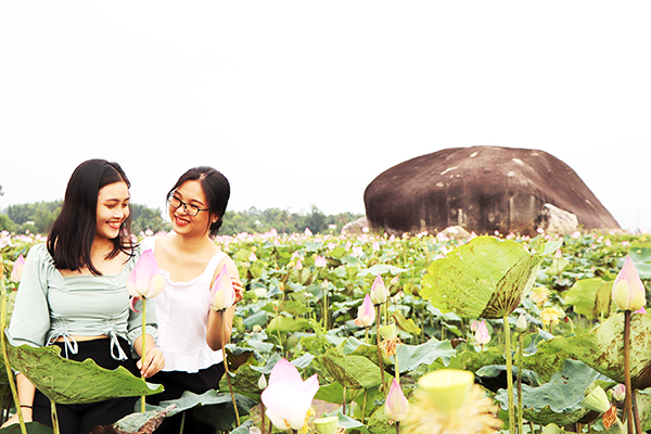 Mỗi buổi chiều và dịp cuối tuần, có khá nhiều người đến ngắm cảnh, chụp hình ở những cánh đồng sen thuộc xã Phú Điền  