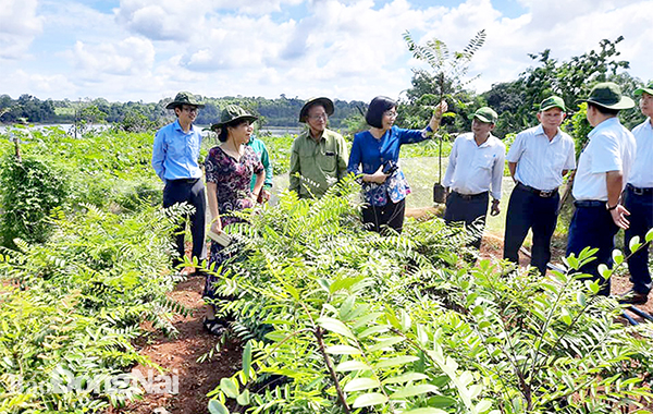 Hơn 2.400 cây giống mật nhân đã được ươm tạo thành công. Trong ảnh: Giám đốc Sở KH-CN Nguyễn Thị Hoàng (giữa) và các thành viên Hội đồng Khoa học trong buổi báo cáo nghiệm thu kết quả thực hiện đề tài nghiên cứu về cây mật nhân. Ảnh: Quang Trung