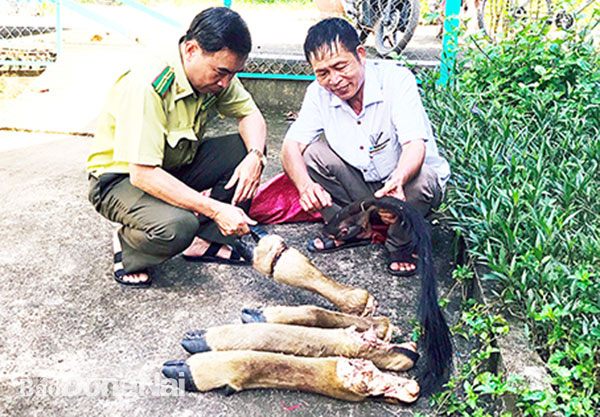 Lực lượng chức năng lấy mẫu đuôi và chân bò tót tại Vườn quốc gia Cát Tiên bị sát hại để đưa đi giám định làm cơ sở điều tra vụ án. Ảnh: Bích Liên