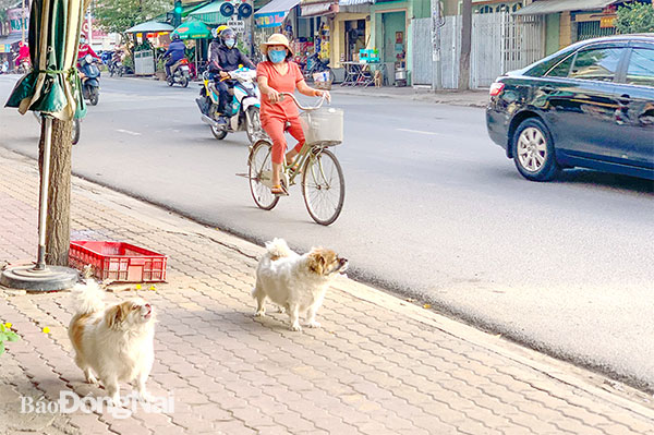 Thú cưng được thả rông trên đường Bùi Hữu Nghĩa (P.Bửu Hòa, TP.Biên Hòa). Ảnh: Đông Hồ