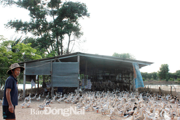 Các loại gia cầm đồng loạt rớt giá khiến người chăn nuôi thua lỗ nặng. Trong ảnh: Trại nuôi vịt thịt tại xã Tân An (H.Vĩnh Cửu)