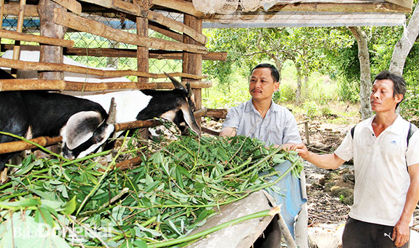 Ông Nguyễn Văn Phong (bên trái, ngụ ấp 3, xã Phú Lập, H.Tân Phú) thăm một hộ dân được ông hỗ trợ dê giống. Ảnh: Văn Truyên