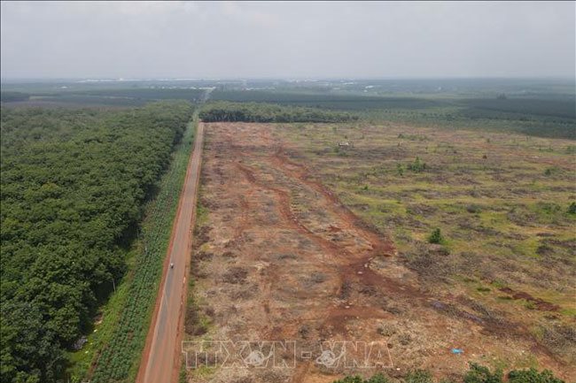 A rubber farm has been cleared to make room for the Long Thanh International Airport project in Dong Nai Province. The provincial government will hand over more than 1,800 hectares of cleared land for the first phase of the project on October 20.