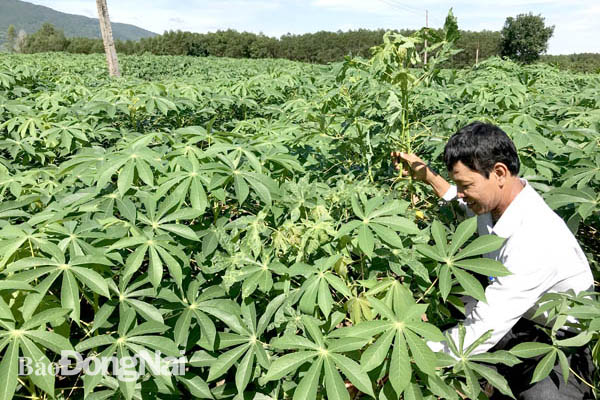 Nông dân lo lắng vì dịch khảm lá mì lây lan nhanh. Trong ảnh: Vùng trồng mì bị nhiễm bệnh khảm lá ở xã Bảo Hòa, H.Xuân Lộc