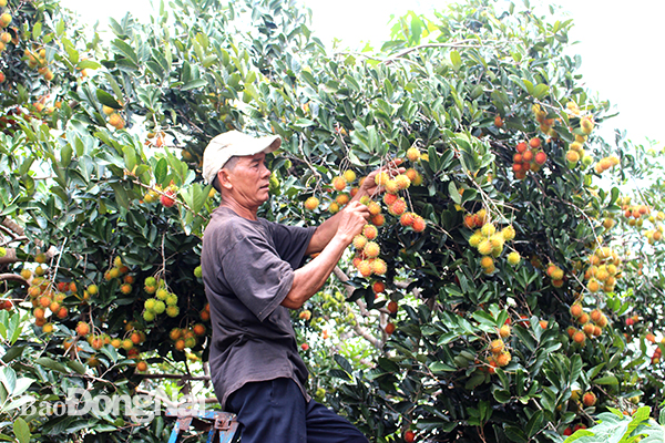 Cây ăn trái là thế mạnh của nông sản Đồng Nai sẽ được chú trọng khai thác trong đề án. Trong ảnh: Thu hoạch chôm chôm ở xã Bình Lộc, TP.Long Khánh. Ảnh: B.Nguyên