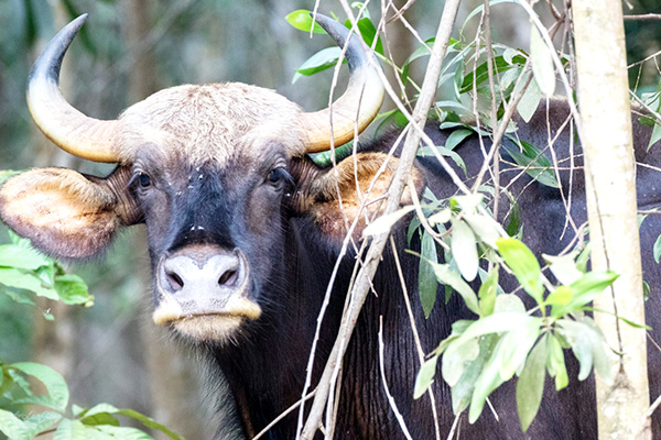 Bò tót rừng - bức ảnh về động vật hoang dã của anh LamJiang (ngụ TP.Biên Hòa). Ảnh: LamJiang
