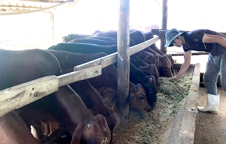 Trại nuôi bò công nghiệp của nông dân tại xã Xuân Hòa (H.Xuân Lộc). Ảnh: L.Quyên