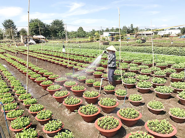 Nông dân xã Quang Trung (H.Thống Nhất) đang chăm sóc vụ hoa cung cấp cho thị trường Tết Nguyên đán 2021  Ảnh: B.Nguyên