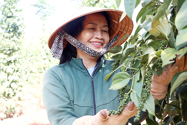 Vườn tiêu giống mới Srilanka của gia đình bà Trần Thị Loan sau 2 năm trồng đã cho thu hoạch với sản lượng khá cao. Ảnh: Thủy Mộc