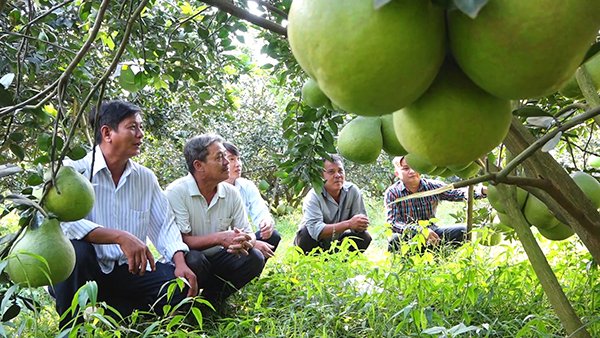 Tỷ phú trồng bưởi có tấm lòng nhân hậu