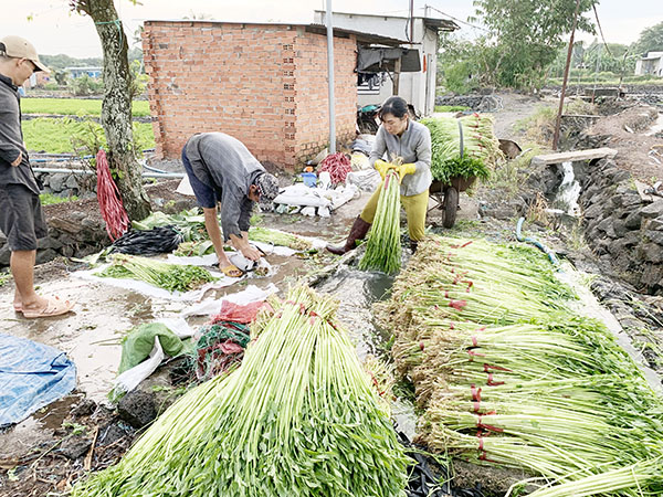 Thu hoạch rau cần nước tại xã Gia Tân 1, H.Thống Nhất 