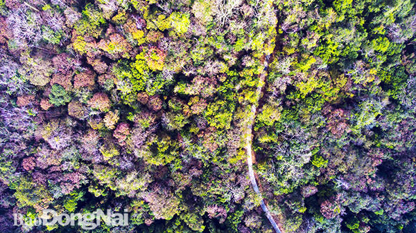Vẻ đẹp của những tán rừng ở Vườn quốc gia Cát Tiên (H.Tân Phú) vào mùa thay lá nhìn từ trên cao. Ảnh: Vườn quốc gia Cát Tiên cung cấp