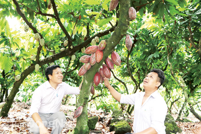 Kỹ sư nông nghiệp của Công ty TNHH Ca cao Trọng Đức (xã Phú Hòa, H.Định Quán) giới thiệu vườn cây giống đầu dòng của doanh nghiệp. Ảnh: B.Nguyên