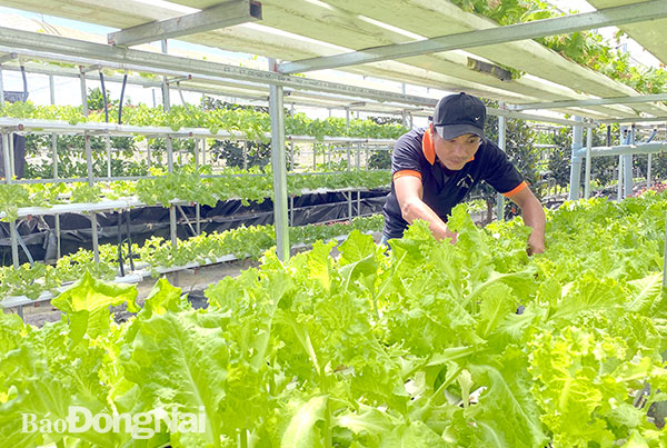 Mô hình sản xuất rau sạch thủy canh đạt chuẩn VietGAP tại Khu du lịch Thác Đá Hàn. Ảnh: T.Mộc