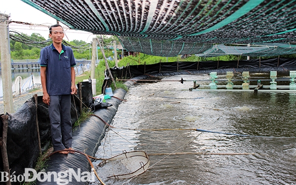 Mô hình nuôi tôm thâm canh theo công nghệ CP tại xã Phước An. Ảnh: H.Lộc