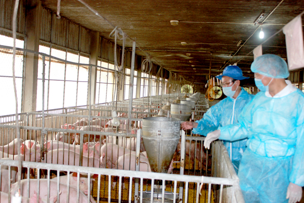 Trang trại chăn nuôi heo tại xã Bình Minh, H.Trảng Bom thực hiện tốt các giải pháp phòng chống dịch tả heo châu Phi
