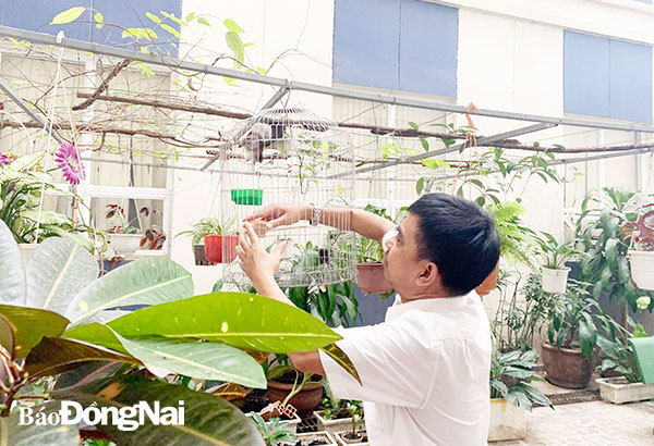 Bệnh nhân Nguyễn Văn Minh (ngụ P.Tam Hiệp, TP.Biên Hòa) hơn 2 năm nay luôn chăm sóc chim, cây cảnh tại khu vườn của Bệnh viện Đa khoa Đồng Nai mỗi khi tập phục hồi chức năng xong. Ảnh: Bích Nhàn