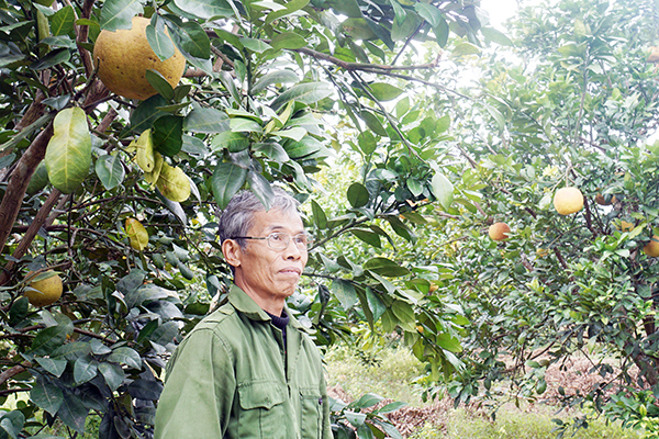Ông Nguyễn Ngọc Hải bên vườn bưởi đỏ  ở xã Thọ Vương (H.Thọ Xuân, tỉnh Thanh Hóa)