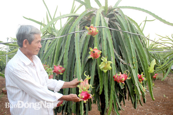 Ông Đoàn Trung Ngọc, chủ trang trại trồng thanh long ruột đỏ ở xã Hưng Thịnh (H.Trảng Bom) tích cực đóng góp cho Quỹ Hỗ trợ nông dân