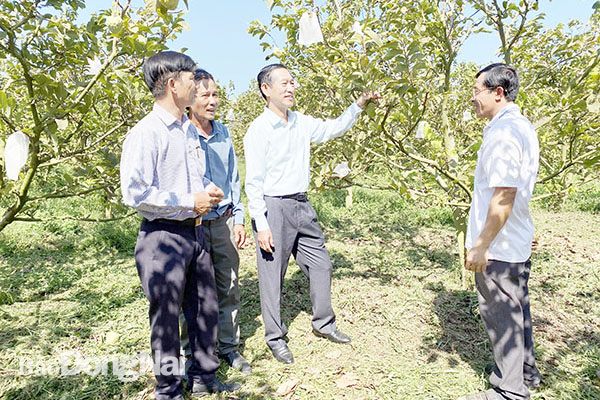 Vườn mãng cầu hạt lép cho thu nhập cao của nông dân xã Phú Ngọc, H.Định Quán