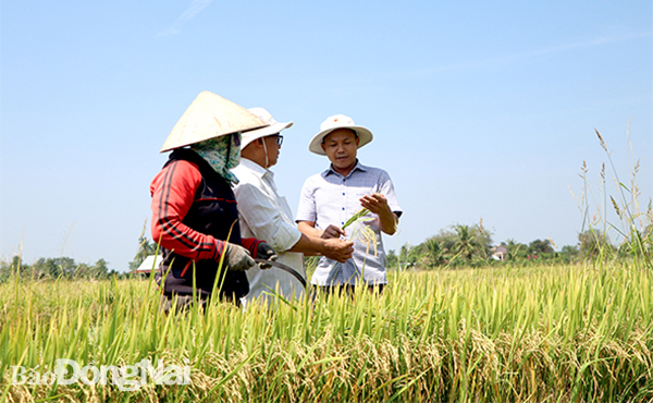 Nông dân thu hoạch lúa tại cánh đồng lúa Bàu Kiên, xã Thanh Sơn