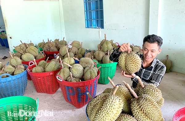 Một vựa thu mua sầu riêng tại xã Phú An (H.Tân Phú) những ngày thu hoạch đầu mùa. Ảnh: N.Liên