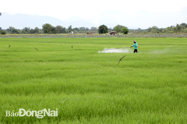 Giá thuốc bảo vệ thực vật tăng cao khiến nông dân gặp nhiều khó khăn trong sản xuất. Trong ảnh: Nông dân xã Phú Điền, H.Tân Phú phun thuốc trừ sâu cho cây lúa