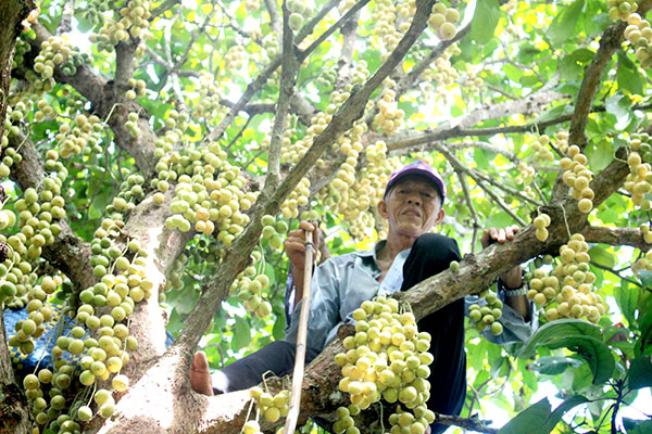 Gần 70 tuổi, ông Út Sơn (ngụ ấp 2, xã An Phước) vẫn thoăn thoắt trèo cây hái dâu như thời trai trẻ