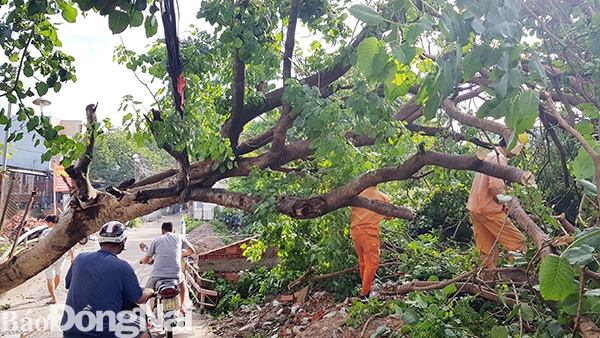 Gió lốc làm đổ cây vào đường dây điện gây sự cố ngày 2-6-2020. Trong ảnh: Công nhân Điện lực Biên Hòa đang xử lý sự cố - Ảnh minh họa