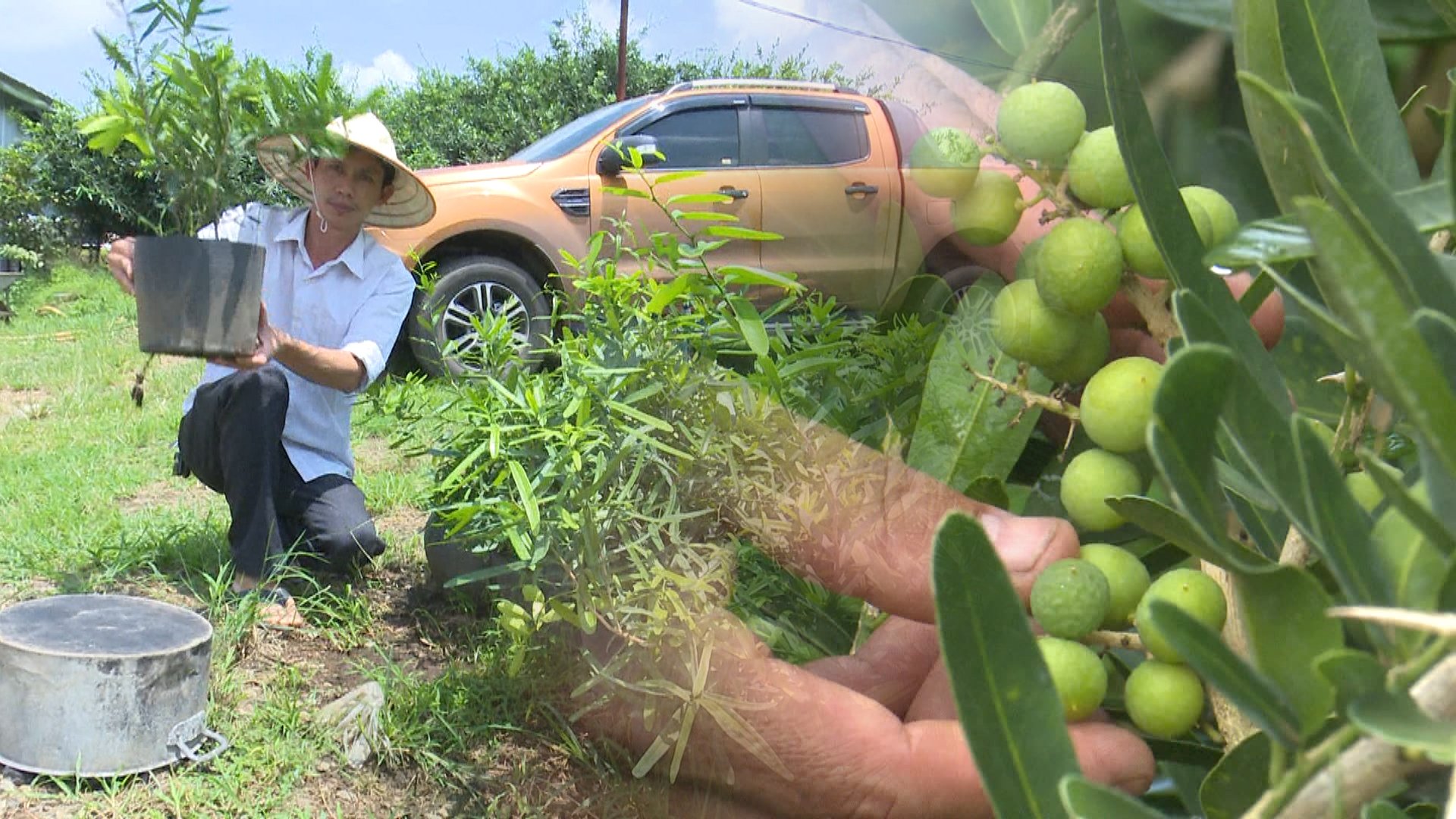 Vườn cây dược liệu quý xáo tam phân lớn nhất Đồng Nai
