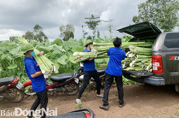 Đoàn viên, thanh niên TP.Long Khánh tiếp nhận các loại rau để hỗ trợ người dân bị ảnh hưởng bởi dịch bệnh (Ảnh: CTV)