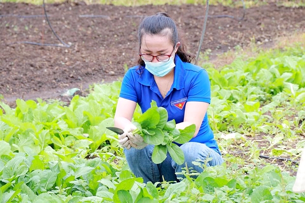 Đoàn viên, thanh niên xã Xuân Phú (H.Xuân Lộc) tham gia cắt rau cho những chuyến xe rau 0 đồng để hỗ trợ người dân tại các khu cách ly y tế. Ảnh: Ngọc Hoàng 