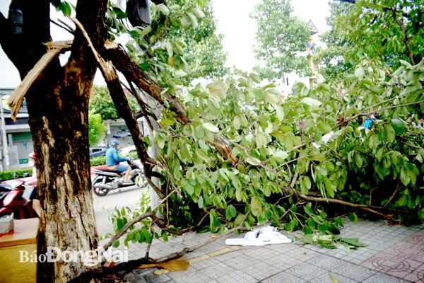 Một cây xanh trên đường Đồng Khởi (P.Tam Hòa, TP.Biên Hòa) bị gãy cành trong cơn mưa lớn ngày 20-7. Ảnh: Sông Lam