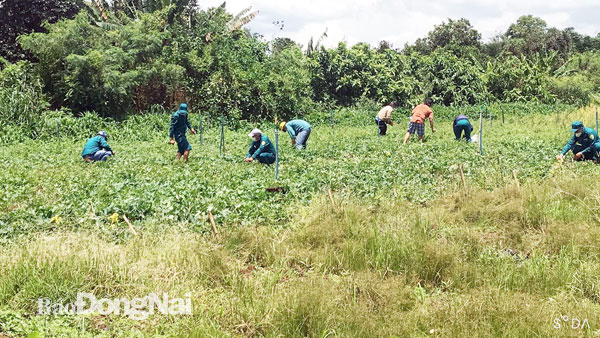 Lực lượng dân quân xã Gia Tân 1 đang thu hoạch rau để phát cho người dân trên địa bàn xã. Ảnh: Hữu Thắng