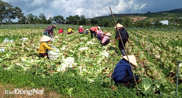 Nông dân tỉnh Lâm Đồng thu hoạch rau hỗ trợ cho tỉnh Đồng Nai. Ảnh: V.G